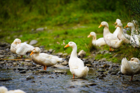 Duck vs Chicken: Why Raising Ducks Might Be a Better Option Than Chickens Image